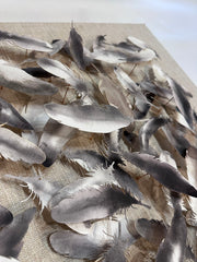 Pin Mounted Gray Feathers