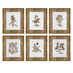 Botanical 52B