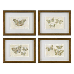 Butterflies 011