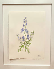 Monkshood Melody