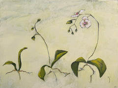 Orchid Study