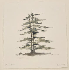 Deodora Cedar