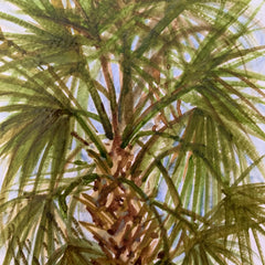 Palmetto