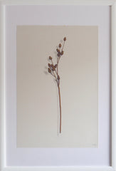 Acorn Branch 2