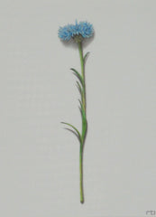 Flower Study