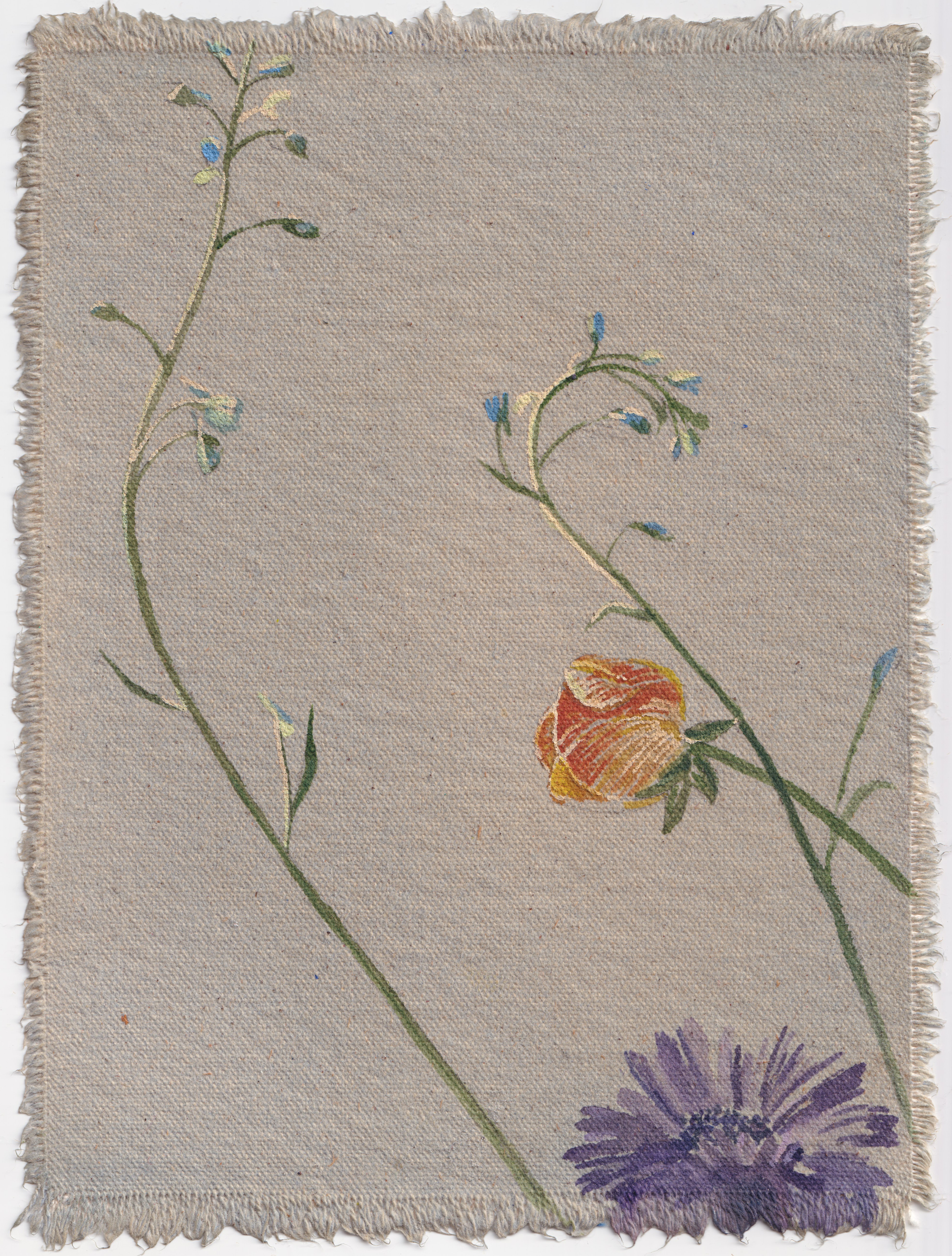 Delphinium Sprout