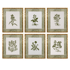 Botanical 27
