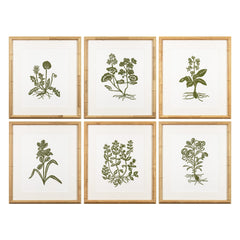 Botanical 62