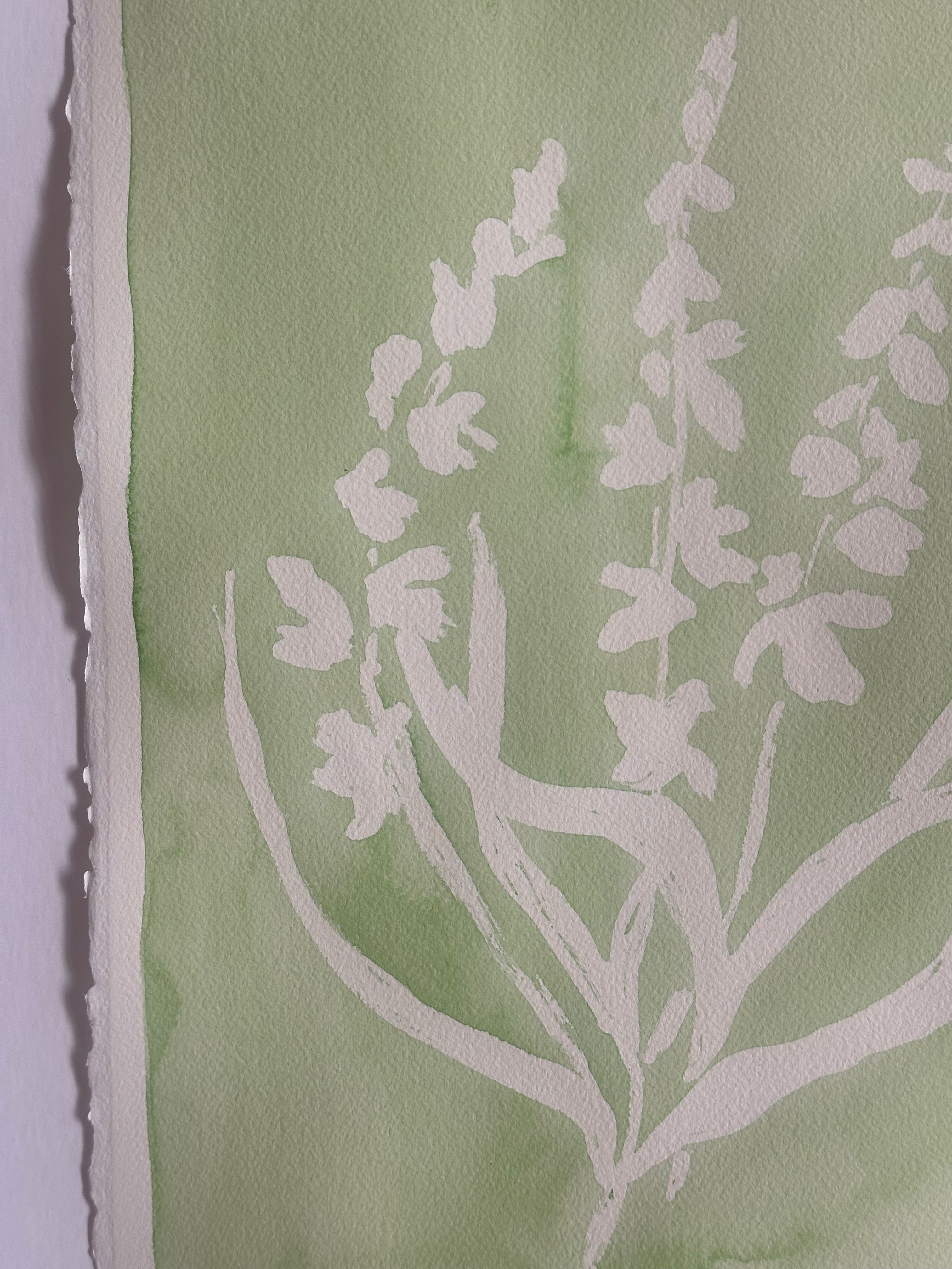 Gladiolus
