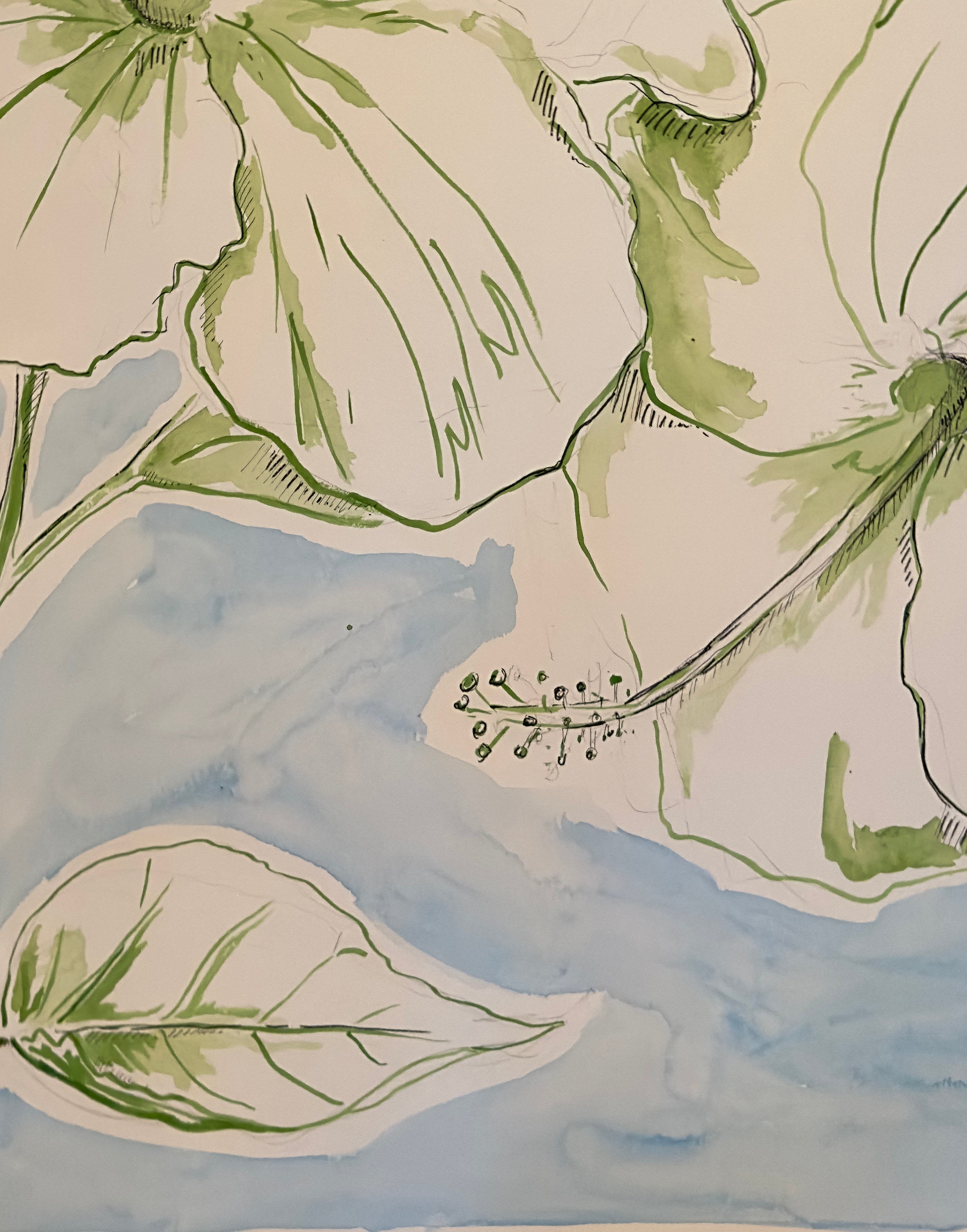 Hibiscus Haven