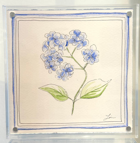 Hydrangea