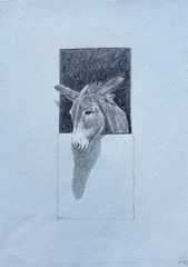 Donkey