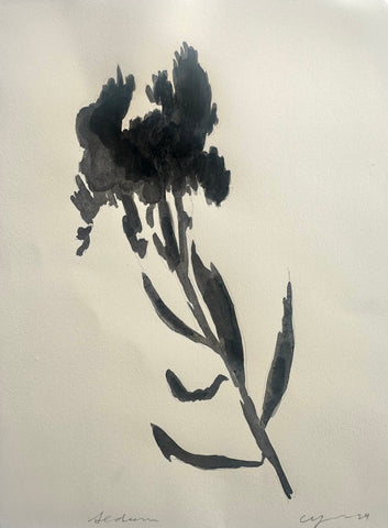 Sedum Shadow
