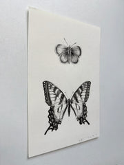 Western Pygmy Blue & Tiger Swallowtail Butterfly