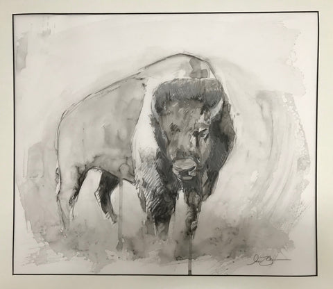American Bison