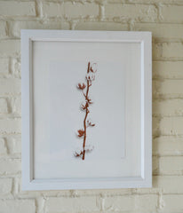 Cotton Study 2