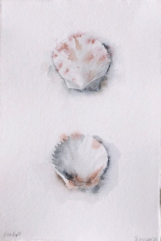 Scallop - Spotted