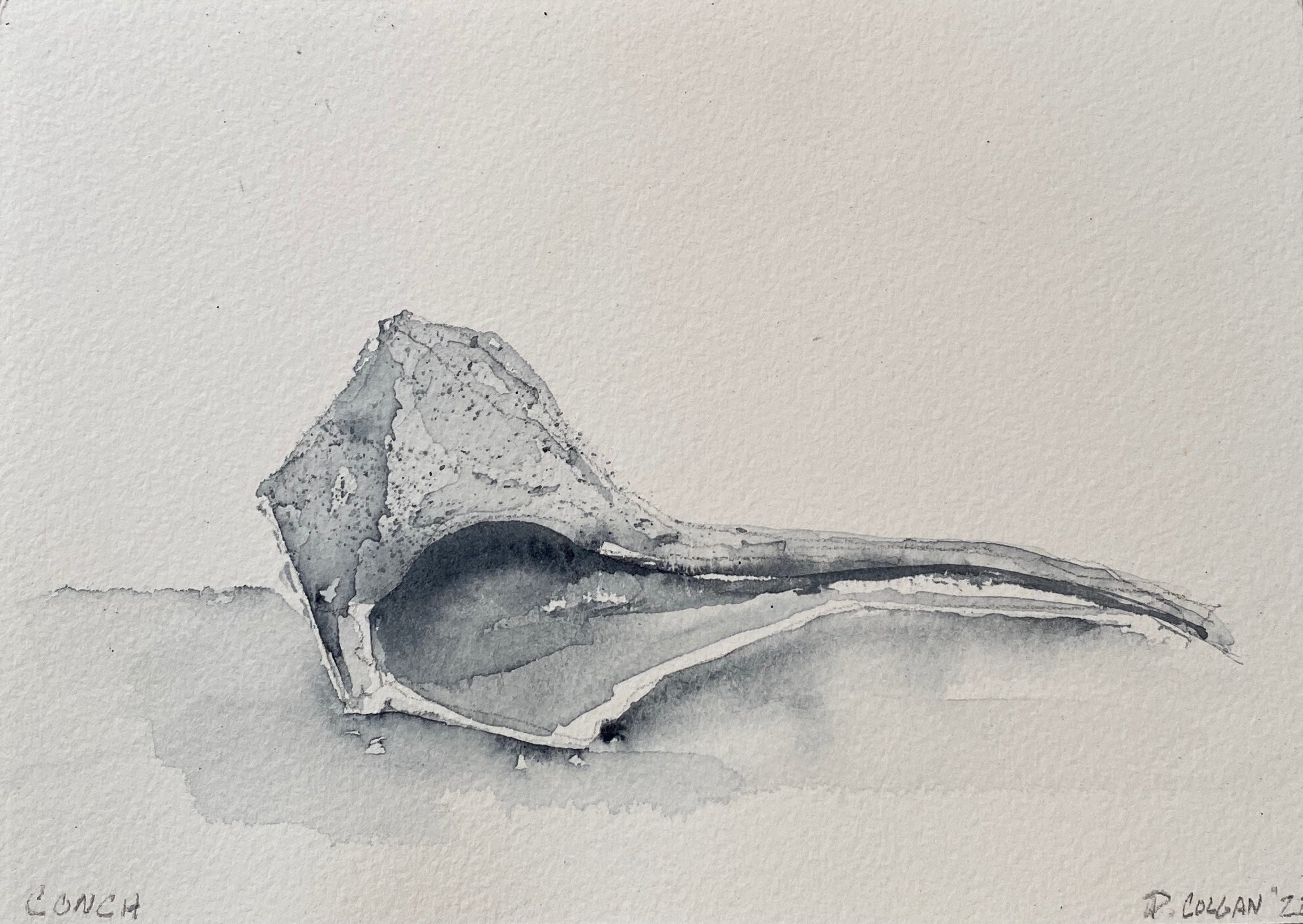 Conch