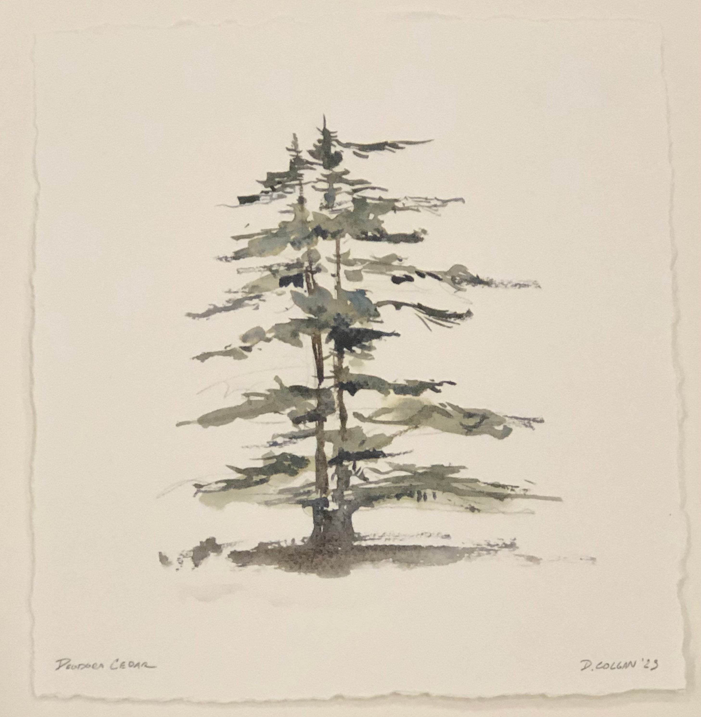 Deodora Cedar