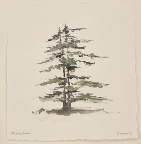 Deodora Cedar