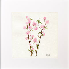Cherry Blossoms