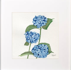 Hydrangeas