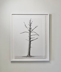 Hunting Island Tree III