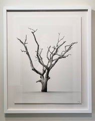 Hunting Island Tree I