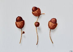 Acorns 1