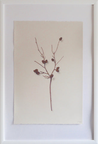 Acorn Branch 1