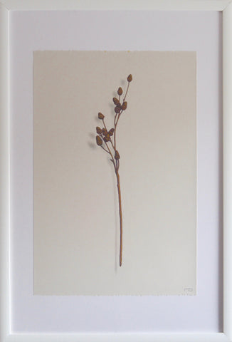 Acorn Branch 2