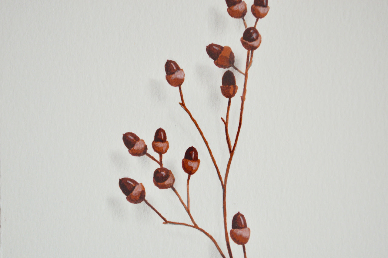 Acorn Study 4