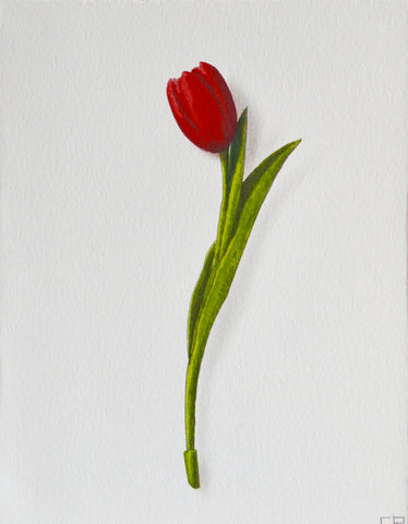Red Tulip 1