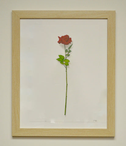 Rose Study