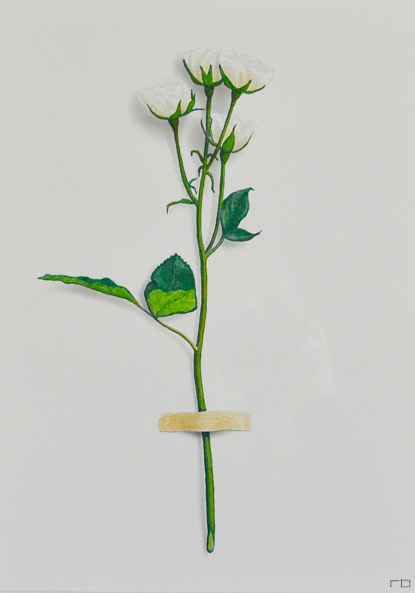 White Flower Study 2