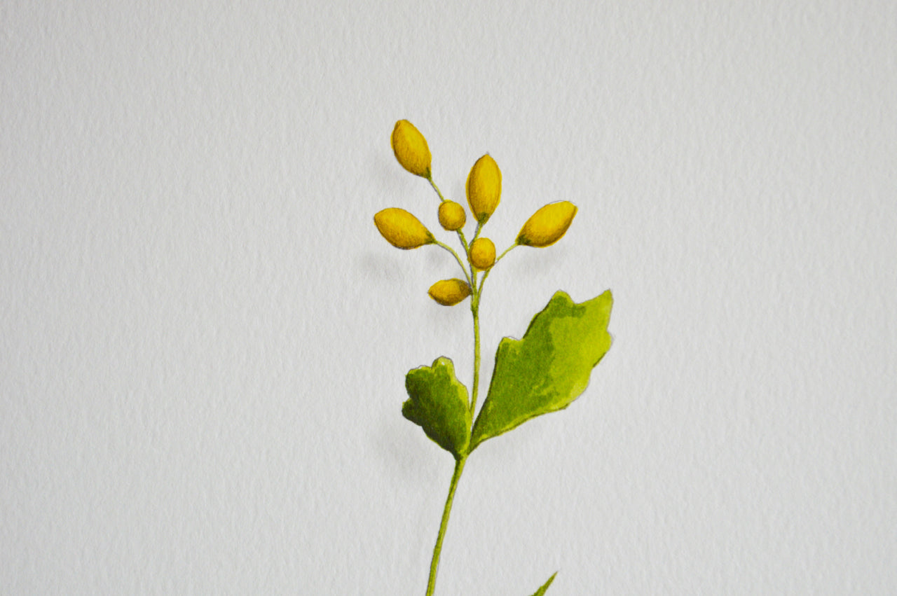 Yellow Flower 2